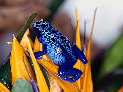 Blue Poison Frog